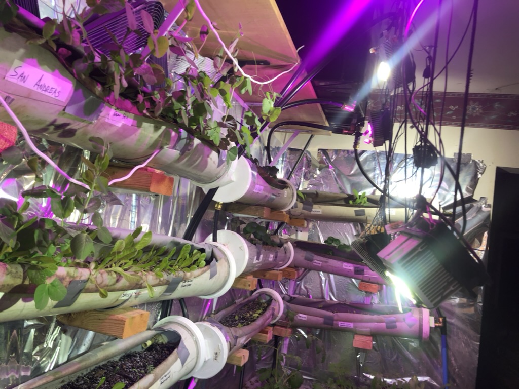 Hydroponic Setup 4