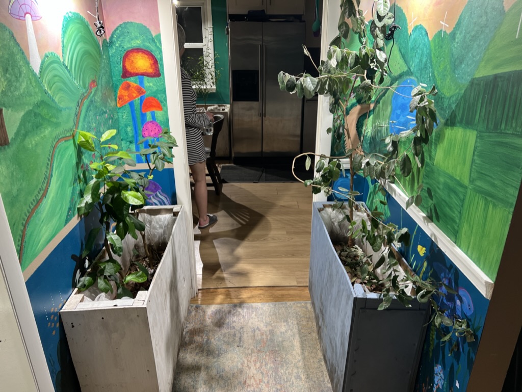 Hydroponic Setup 5
