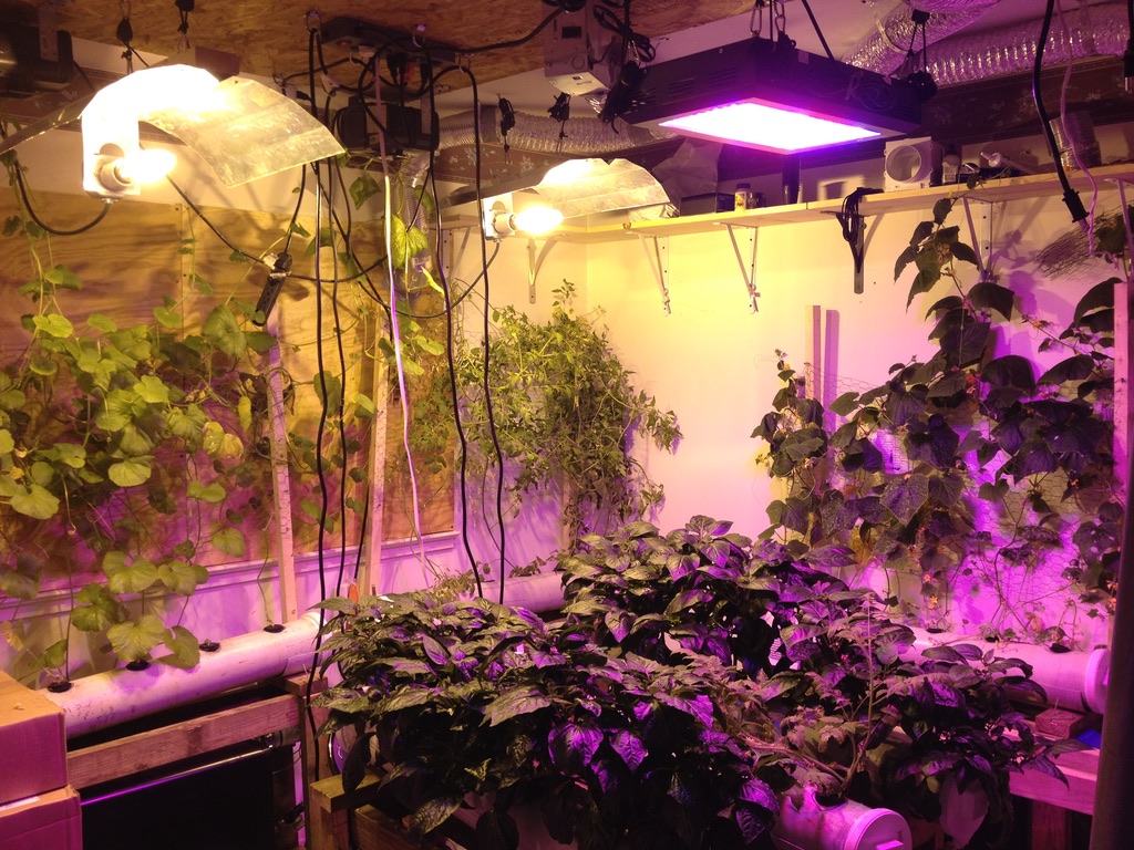 Hydroponic Setup 3