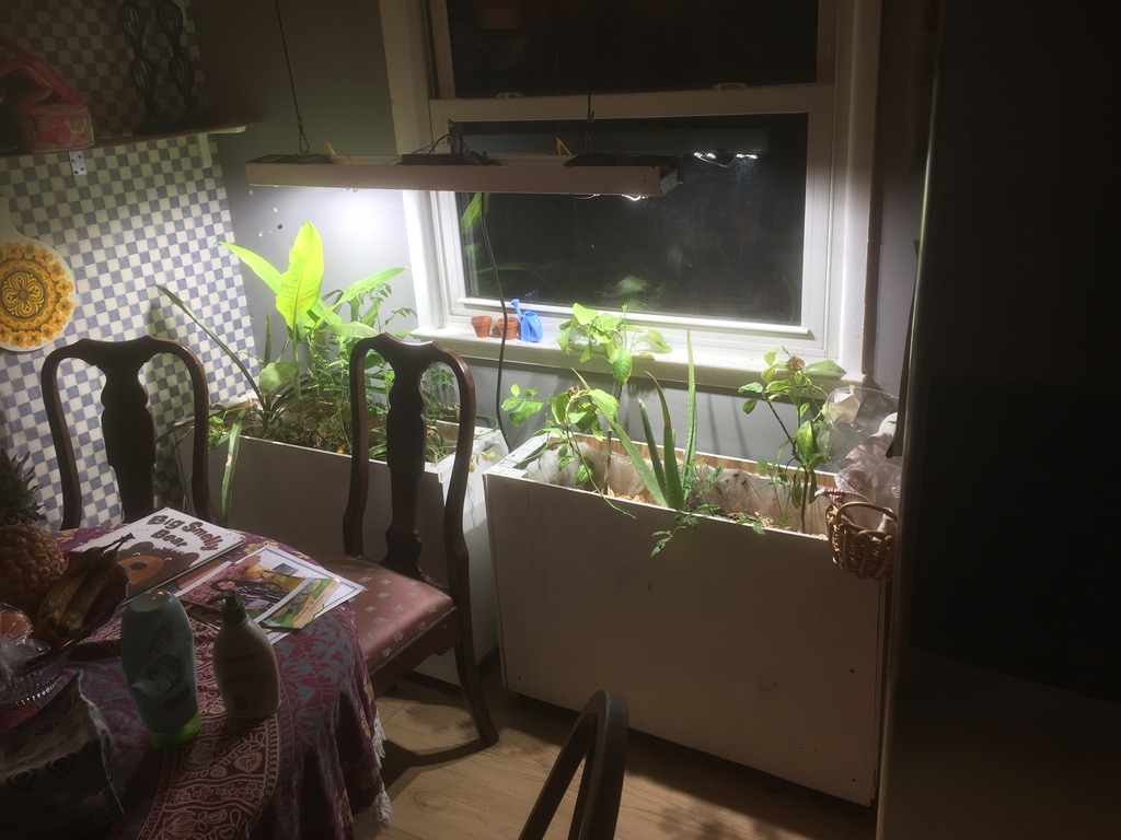 Hydroponic Setup 2